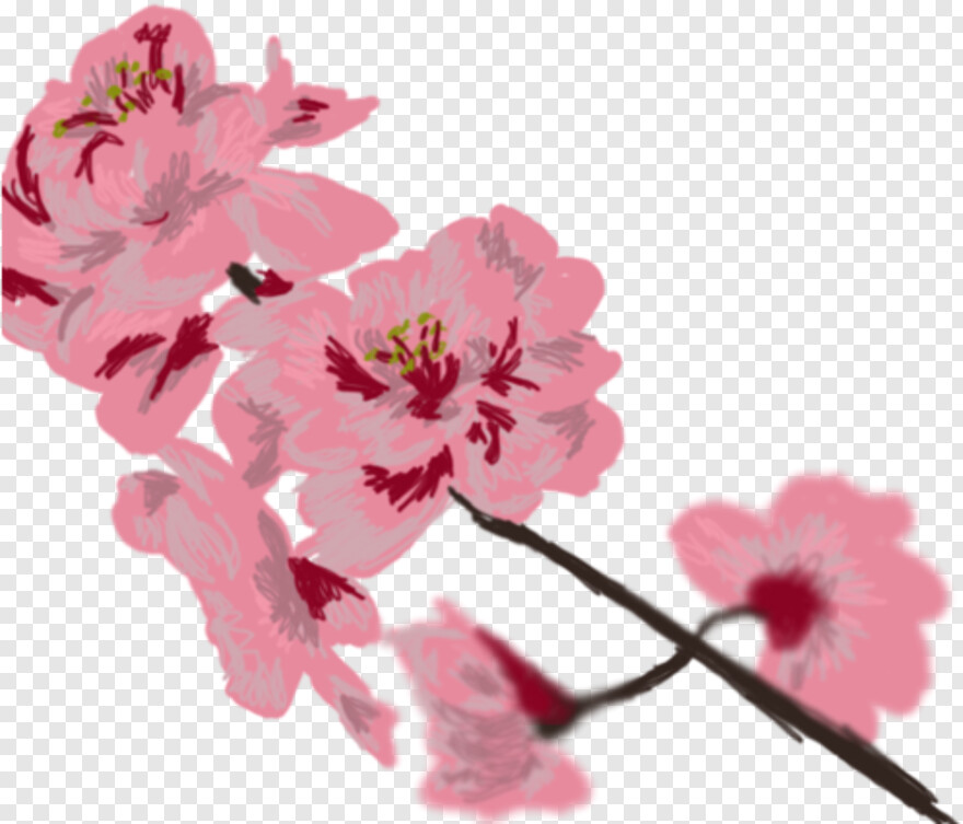 cherry-blossom # 344413