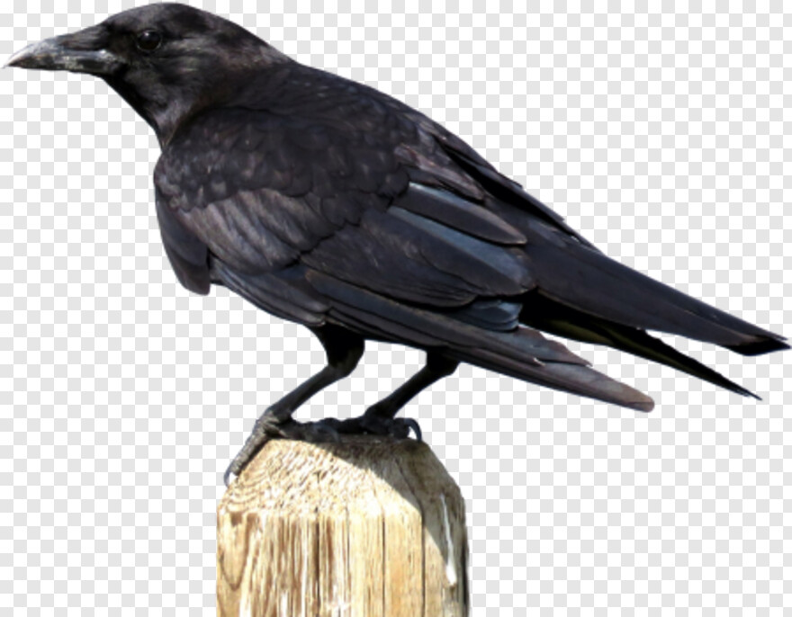 crow # 941098