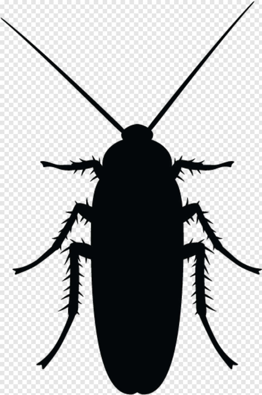 cockroach # 451803