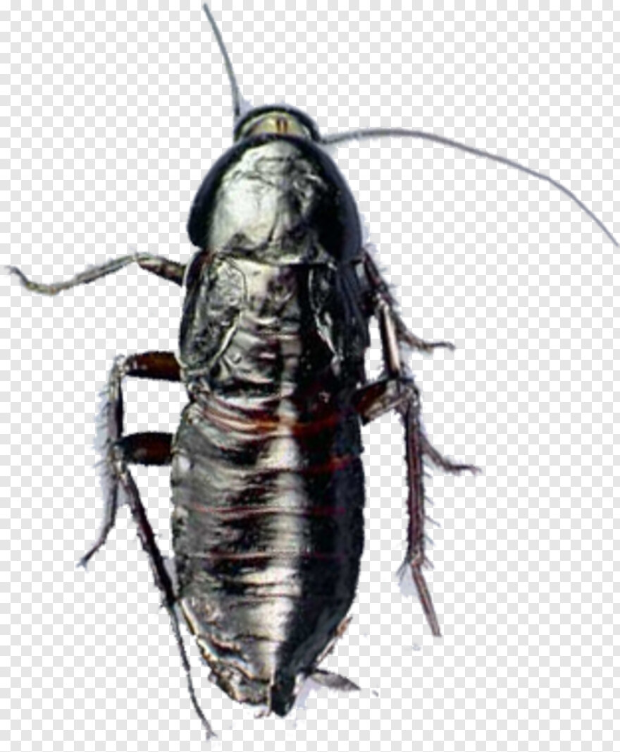 cockroach # 990906