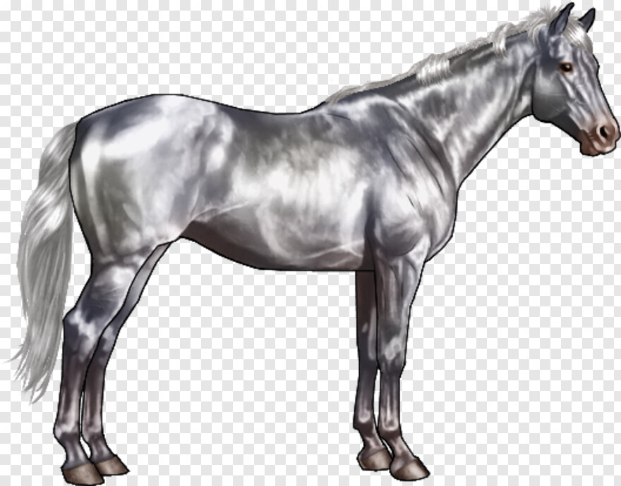 horse # 376286