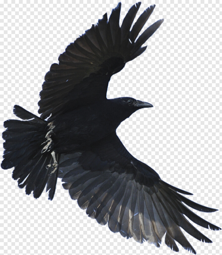 crow # 1066017