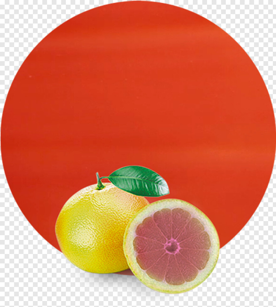 grapefruit # 1084900