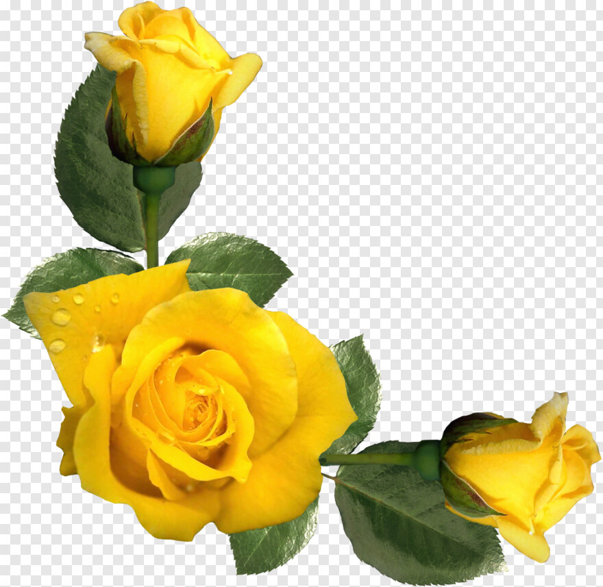yellow-rose # 329589