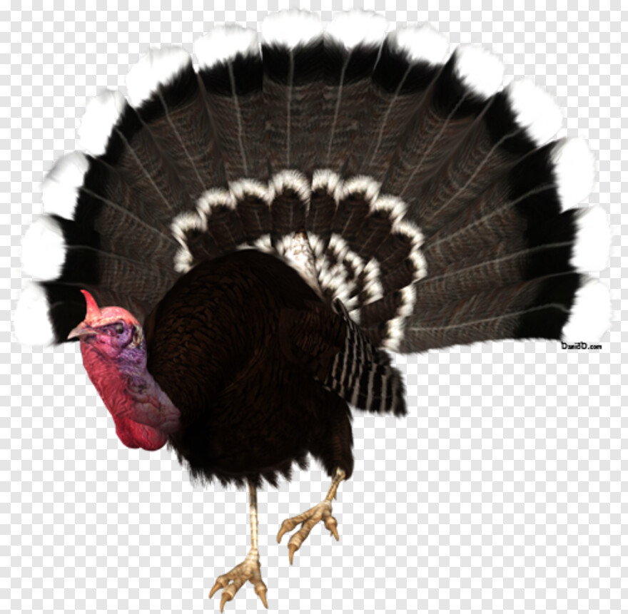 turkey # 637768