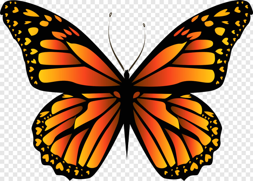 monarch-butterfly # 1094927