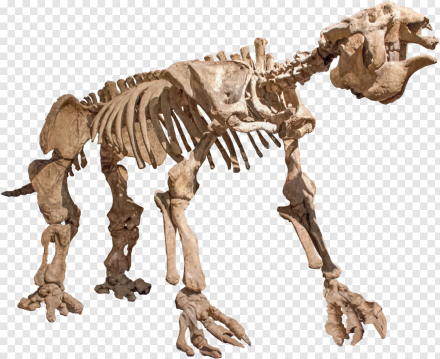 skeleton # 512126