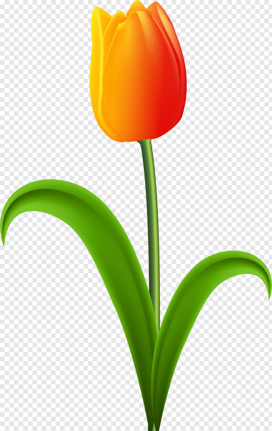 tulip # 478682