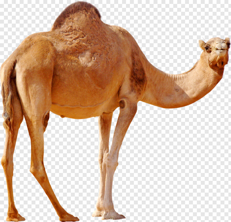 camel # 1080229