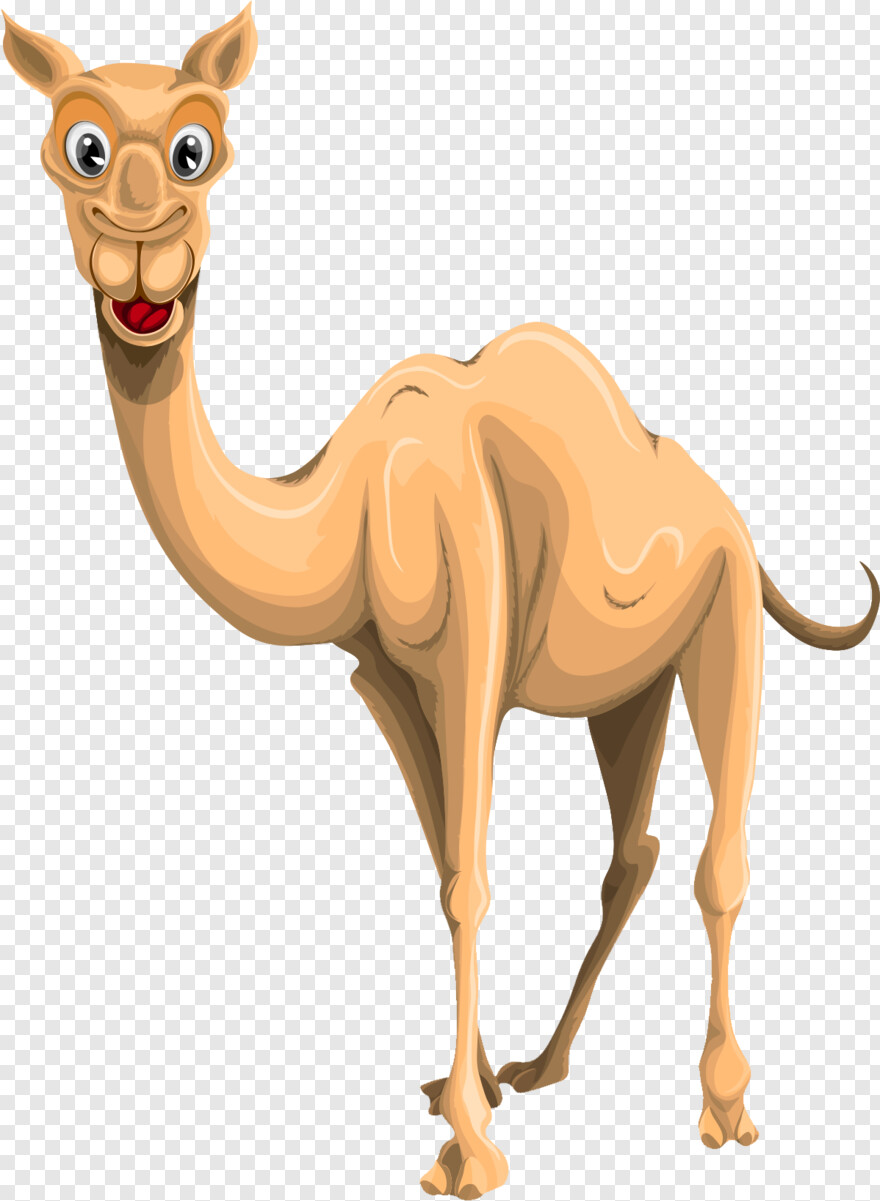 camel # 1080210