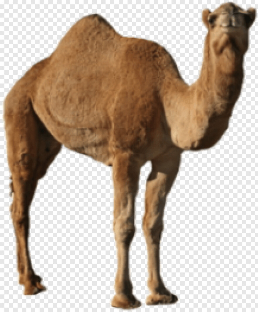 camel # 1080199
