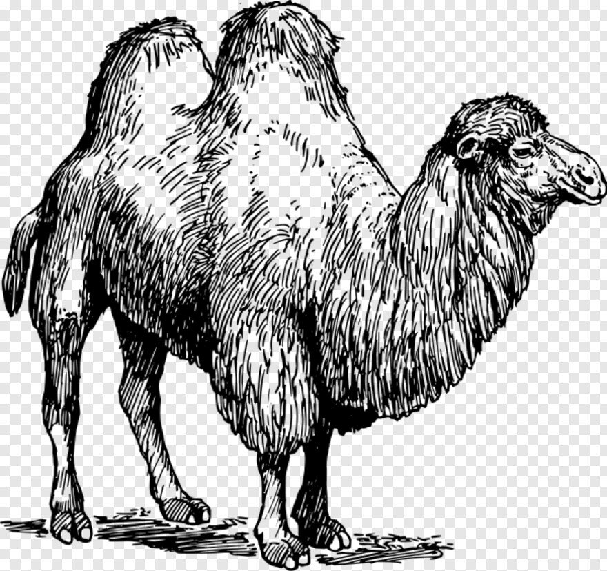 camel # 1080163