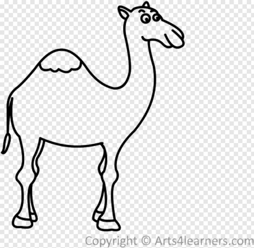 camel # 1080190