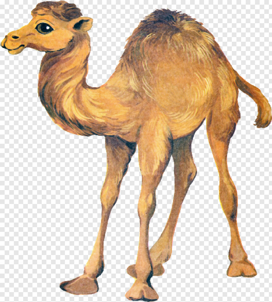 camel # 1080162