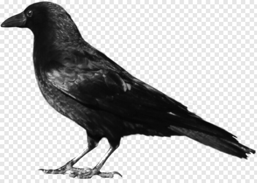 crow # 941099