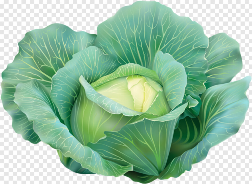 cabbage # 1089958
