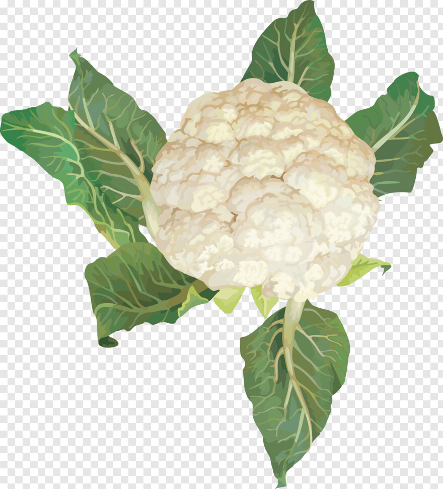 cabbage # 1089946