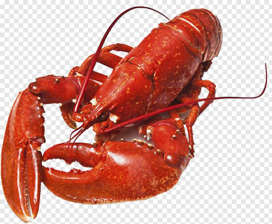 lobster # 512099