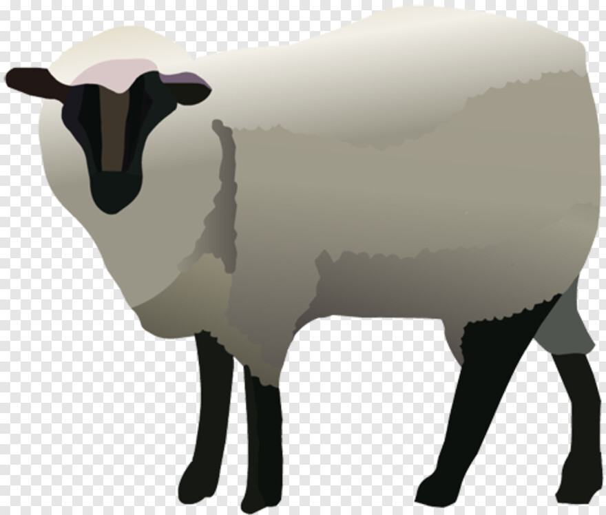 sheep # 512080