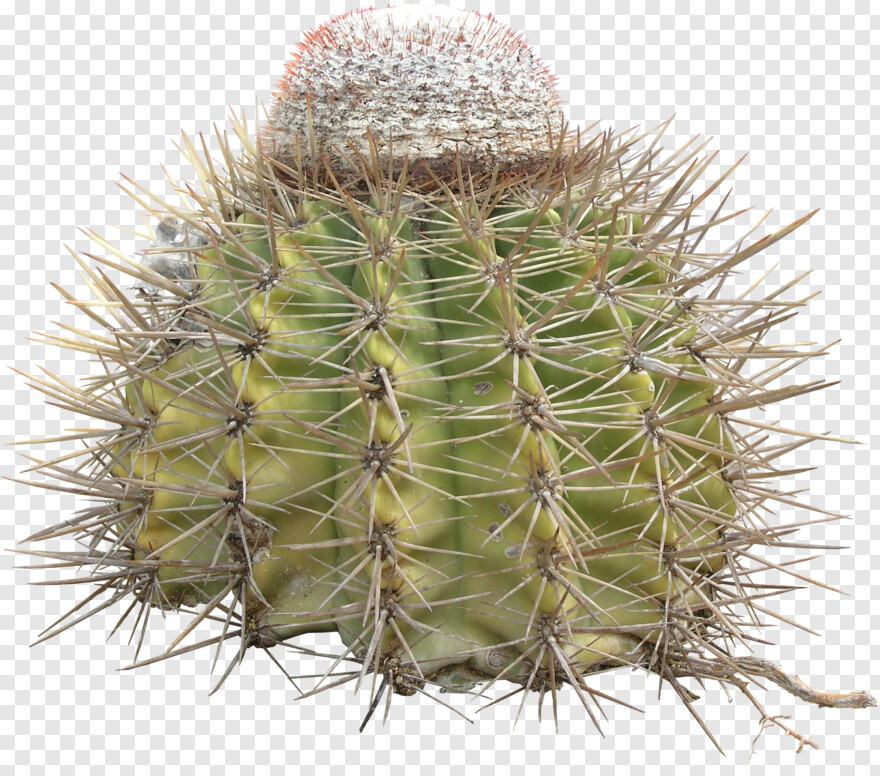 cactus # 1088955