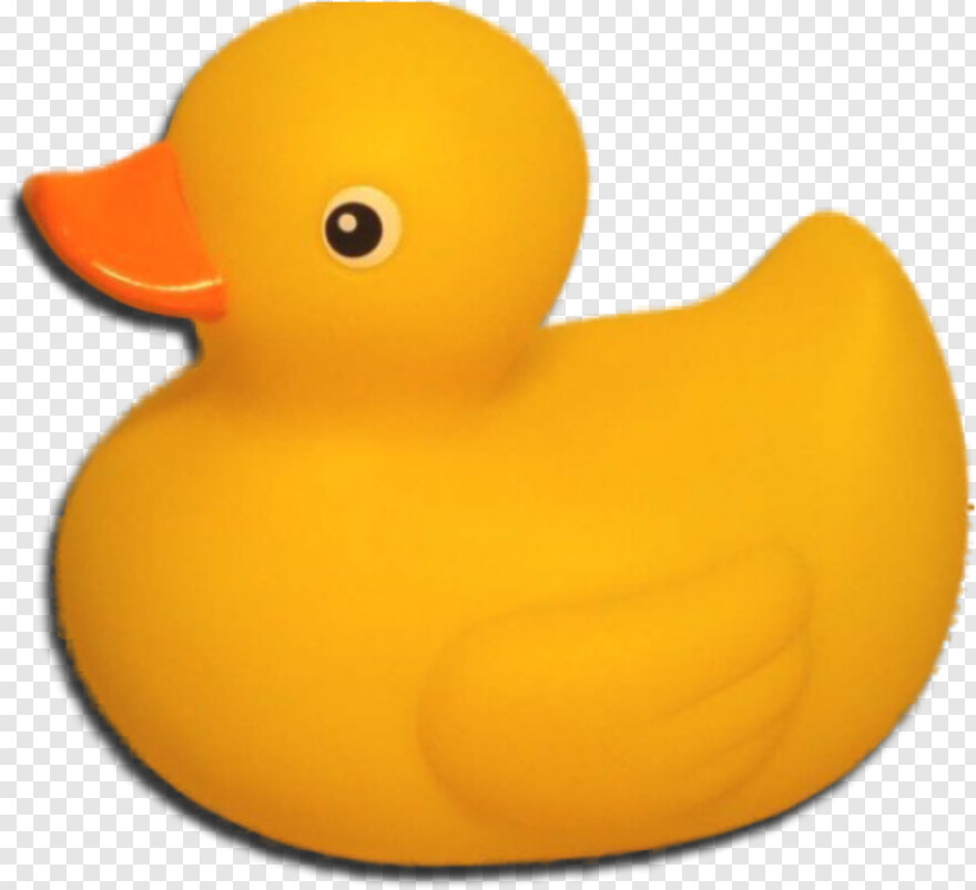 duck # 879957