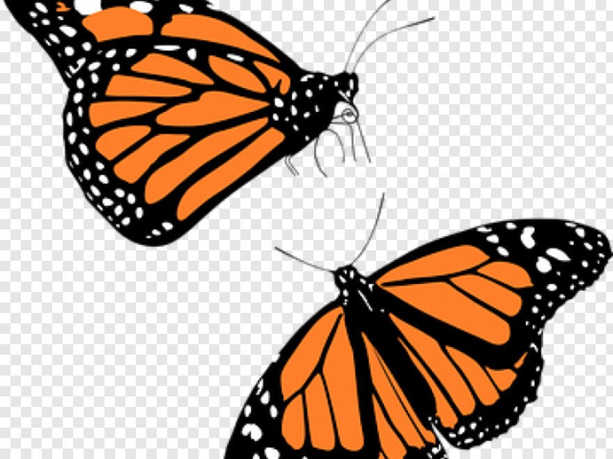 monarch-butterfly # 1094648