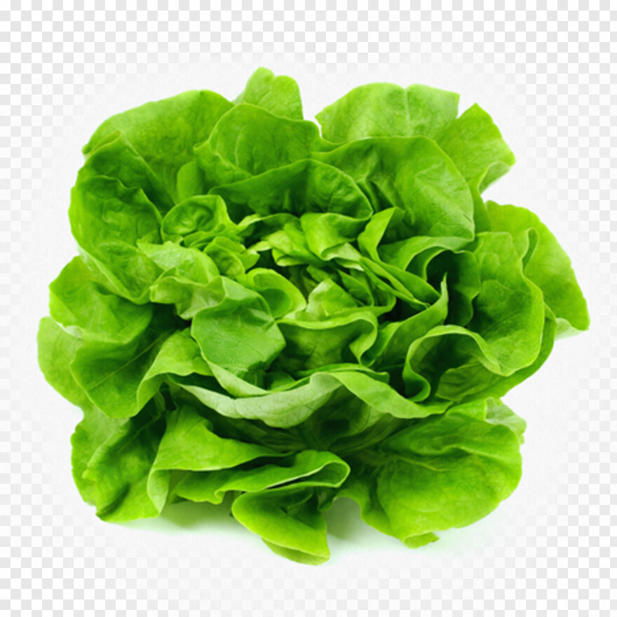 lettuce # 1085585