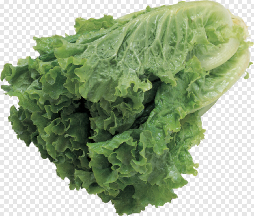 lettuce # 1095247