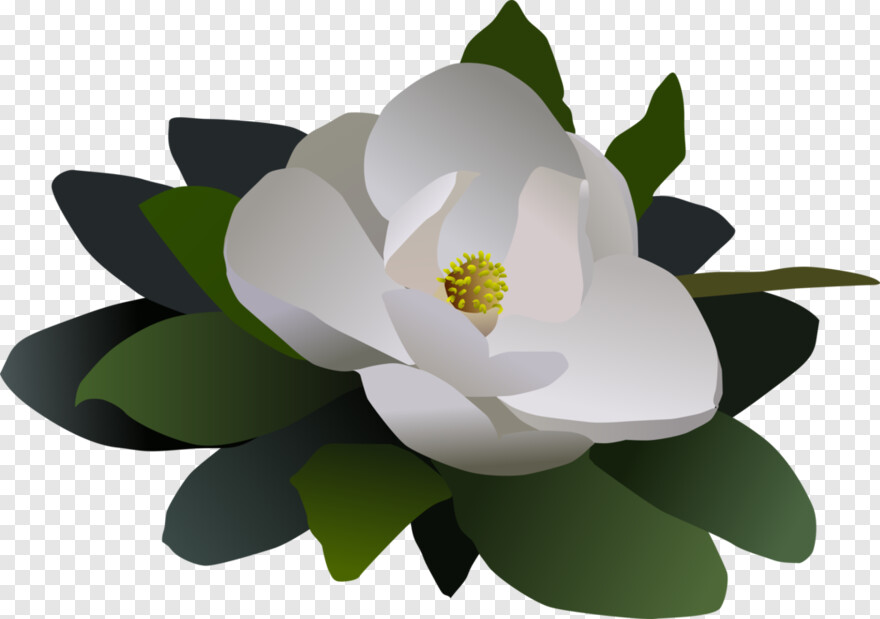 magnolia # 969391