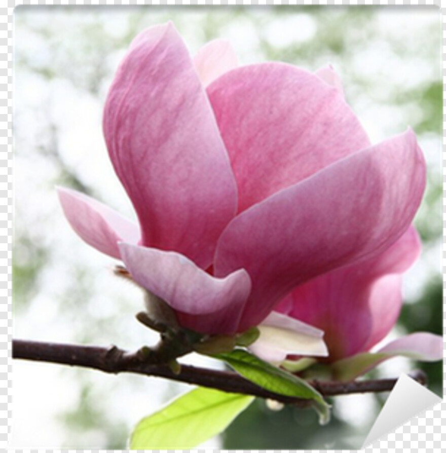 magnolia # 1022424