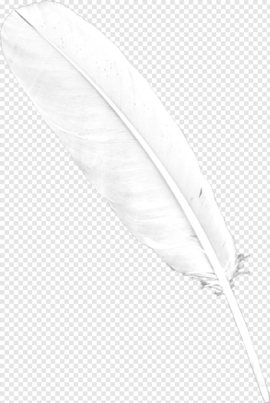 feather-silhouette # 847253