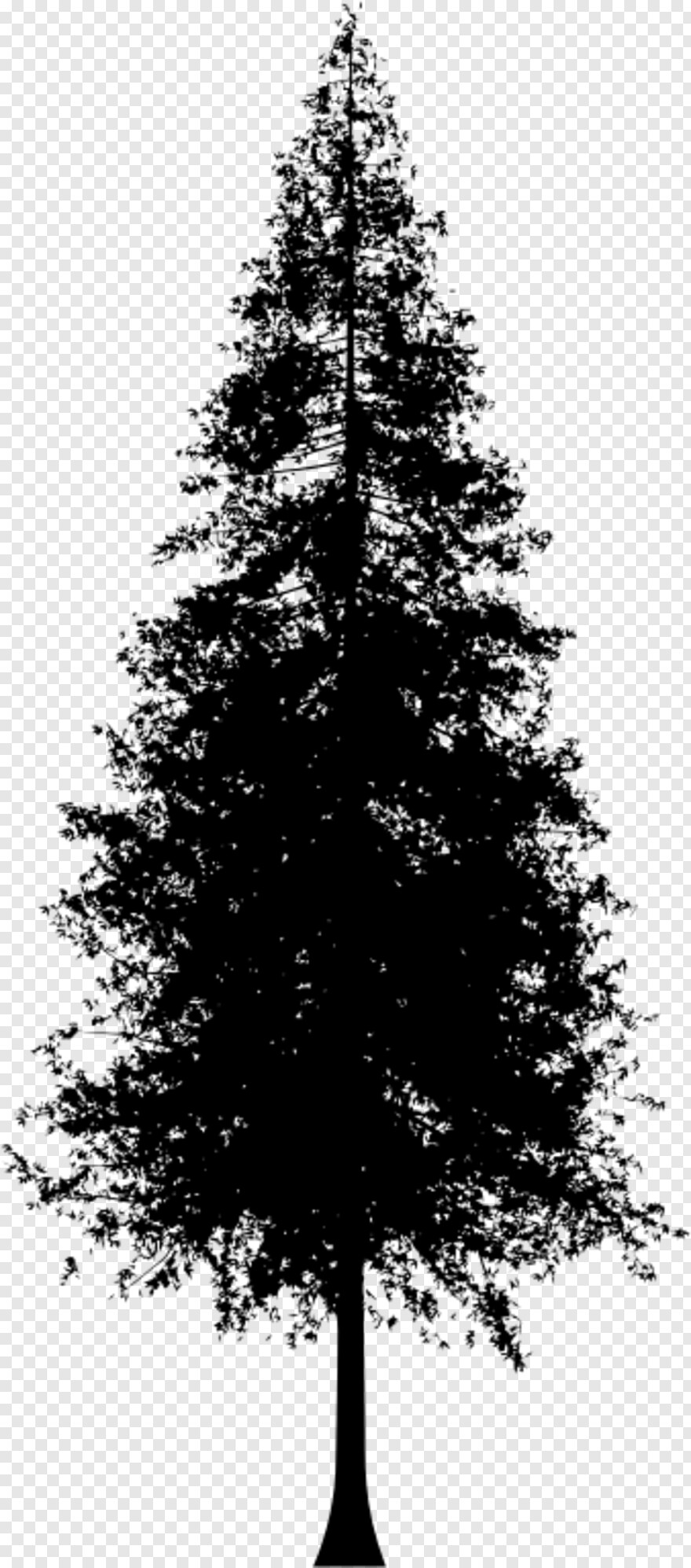 redwood-tree # 461257