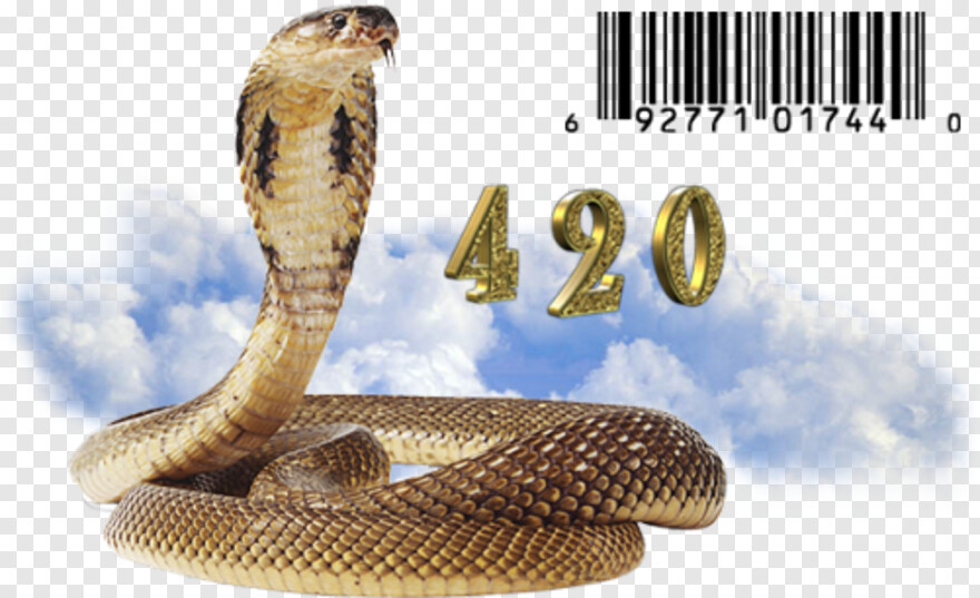 gucci-snake # 617494