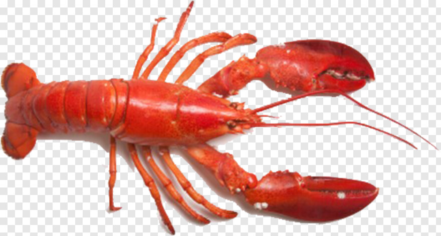 lobster # 711837