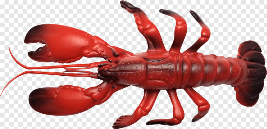 lobster # 711831
