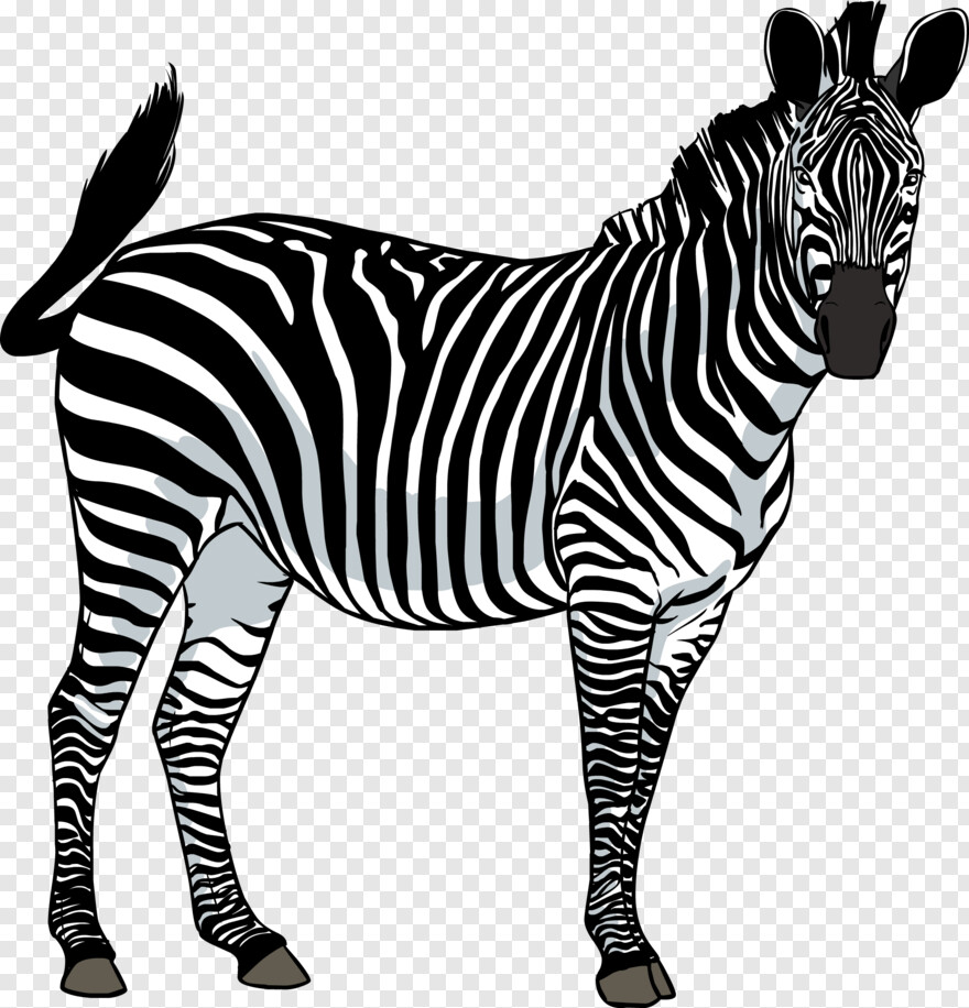 zebra # 587498
