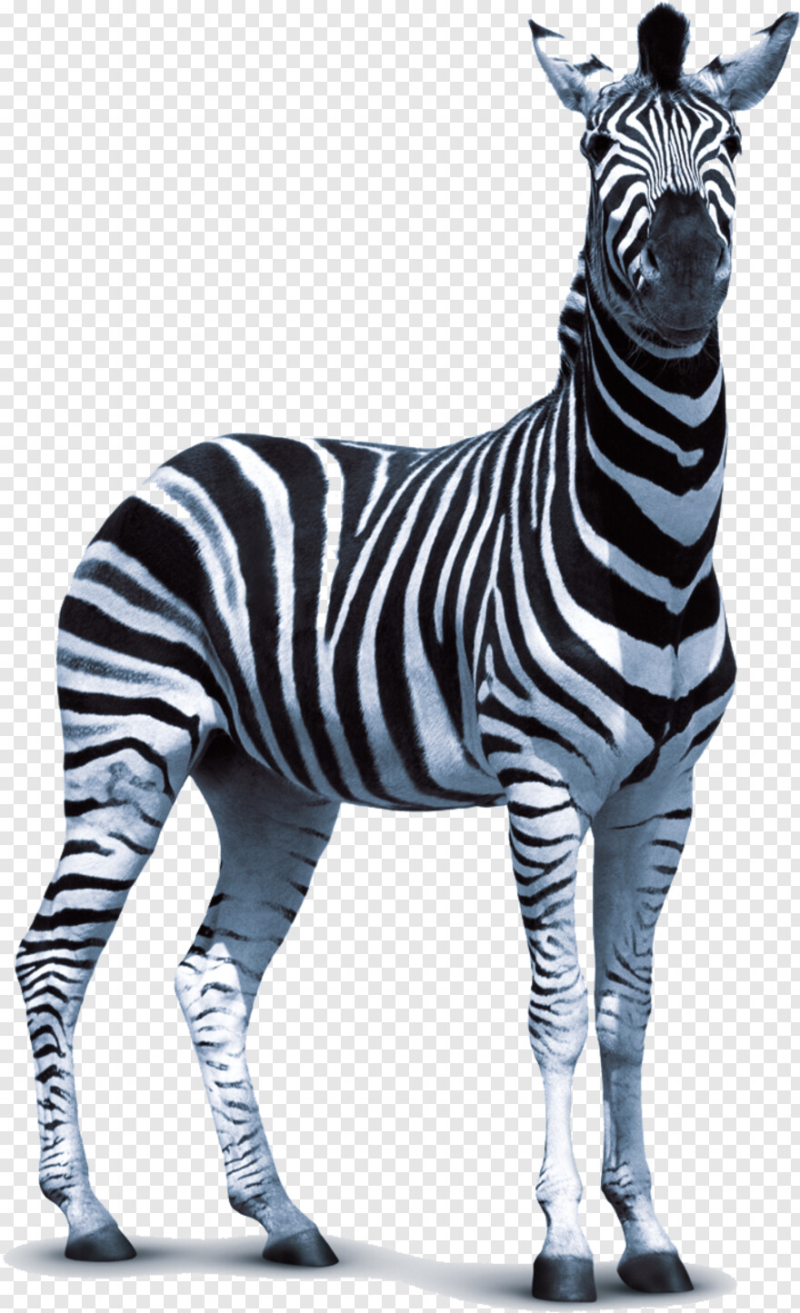 zebra # 656675