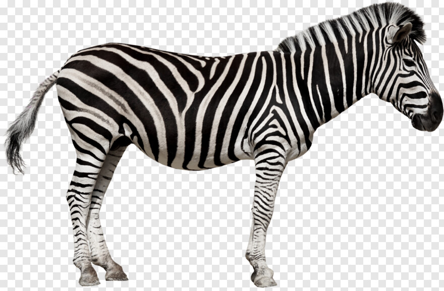 zebra # 512023
