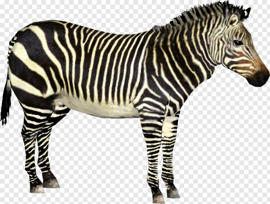 zebra # 1070606