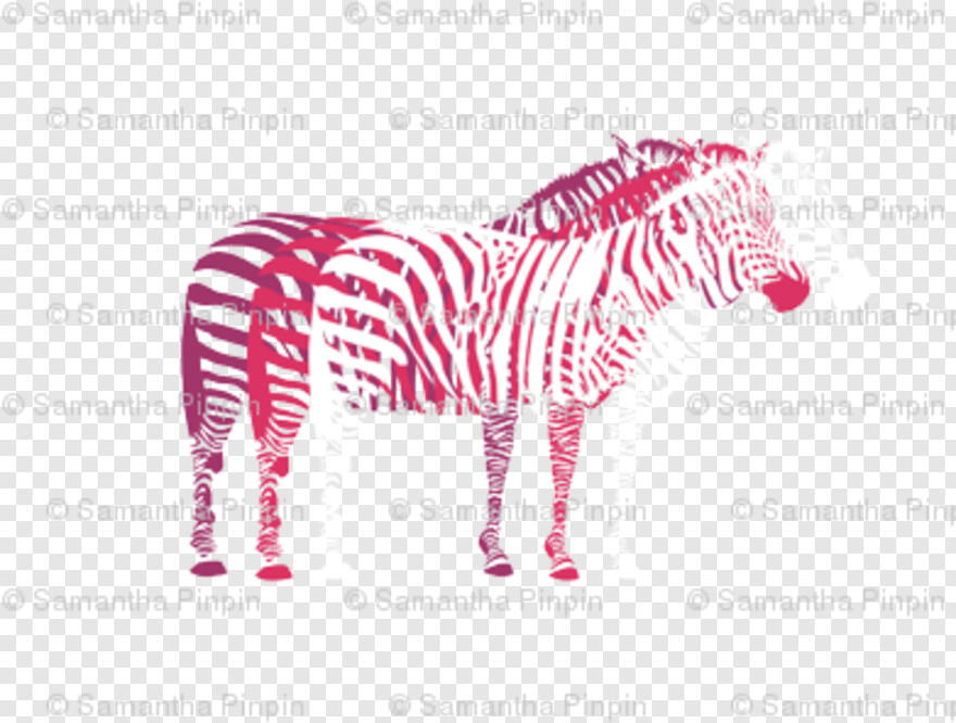 zebra # 587497