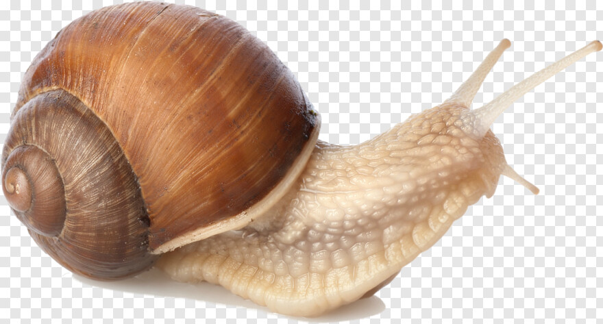 snail # 617534