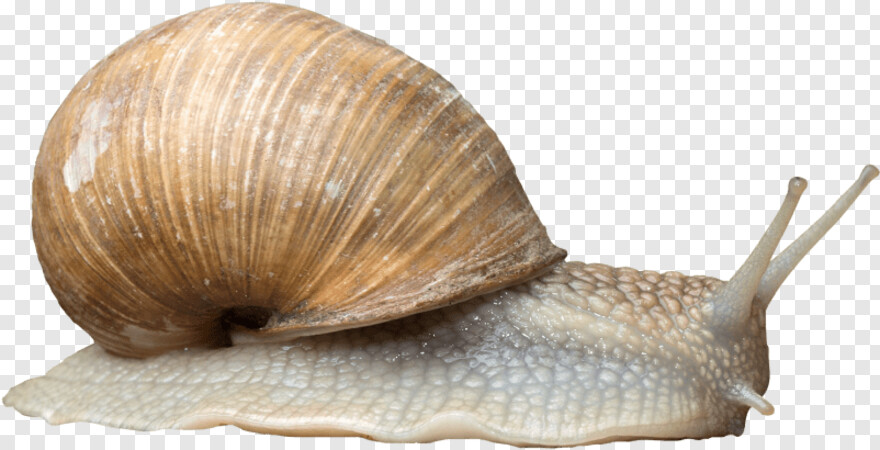 snail # 617528