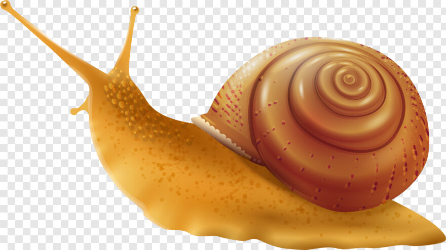snail # 617590
