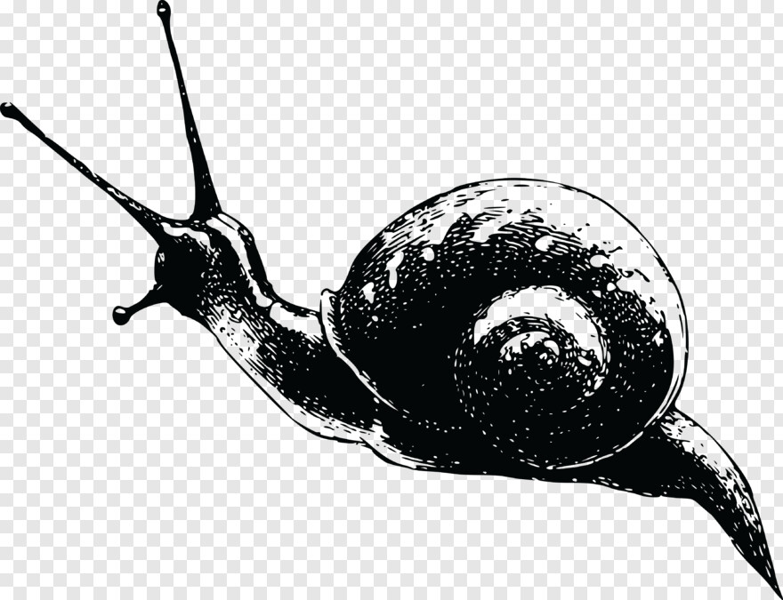 snail # 735465