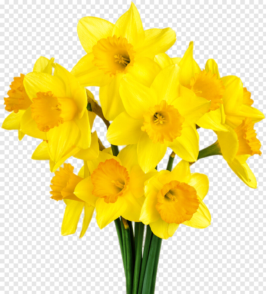 daffodil # 929861
