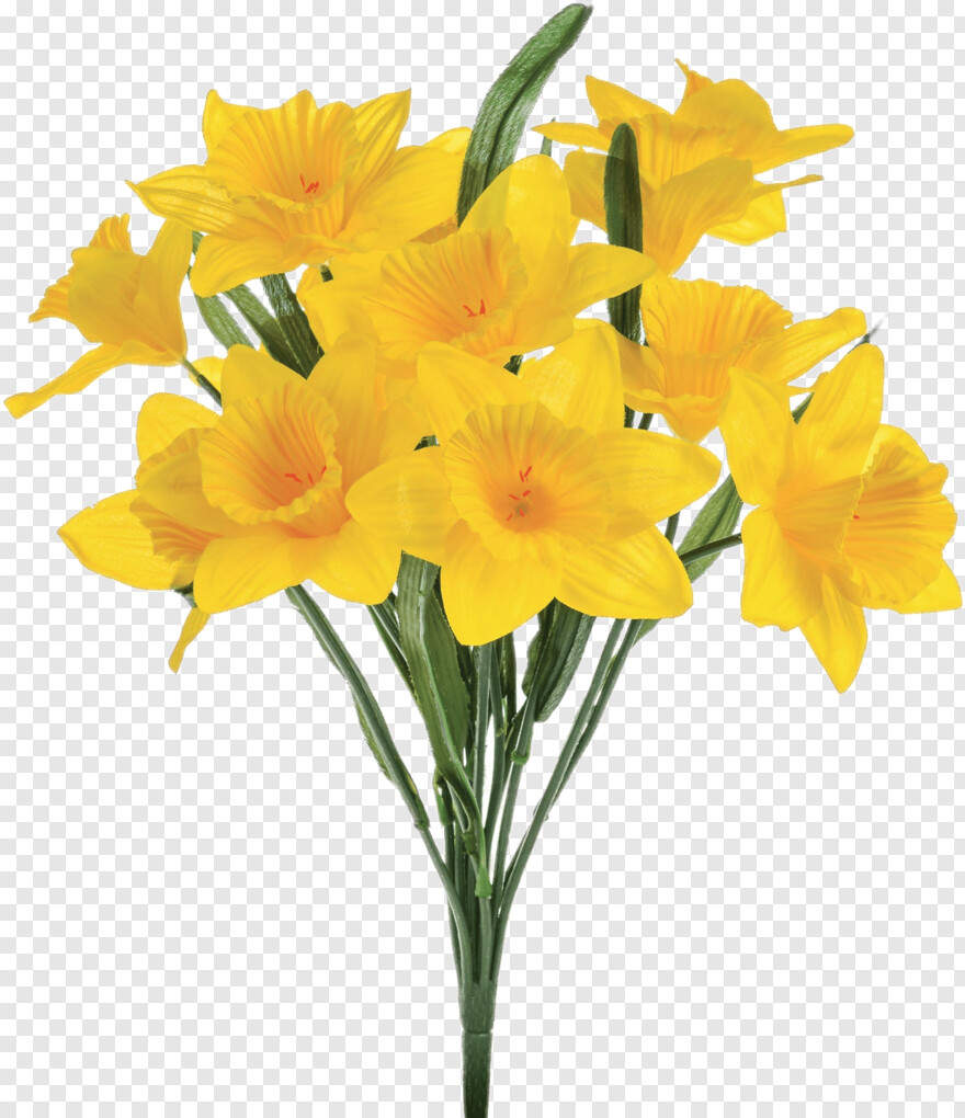 daffodil # 929860