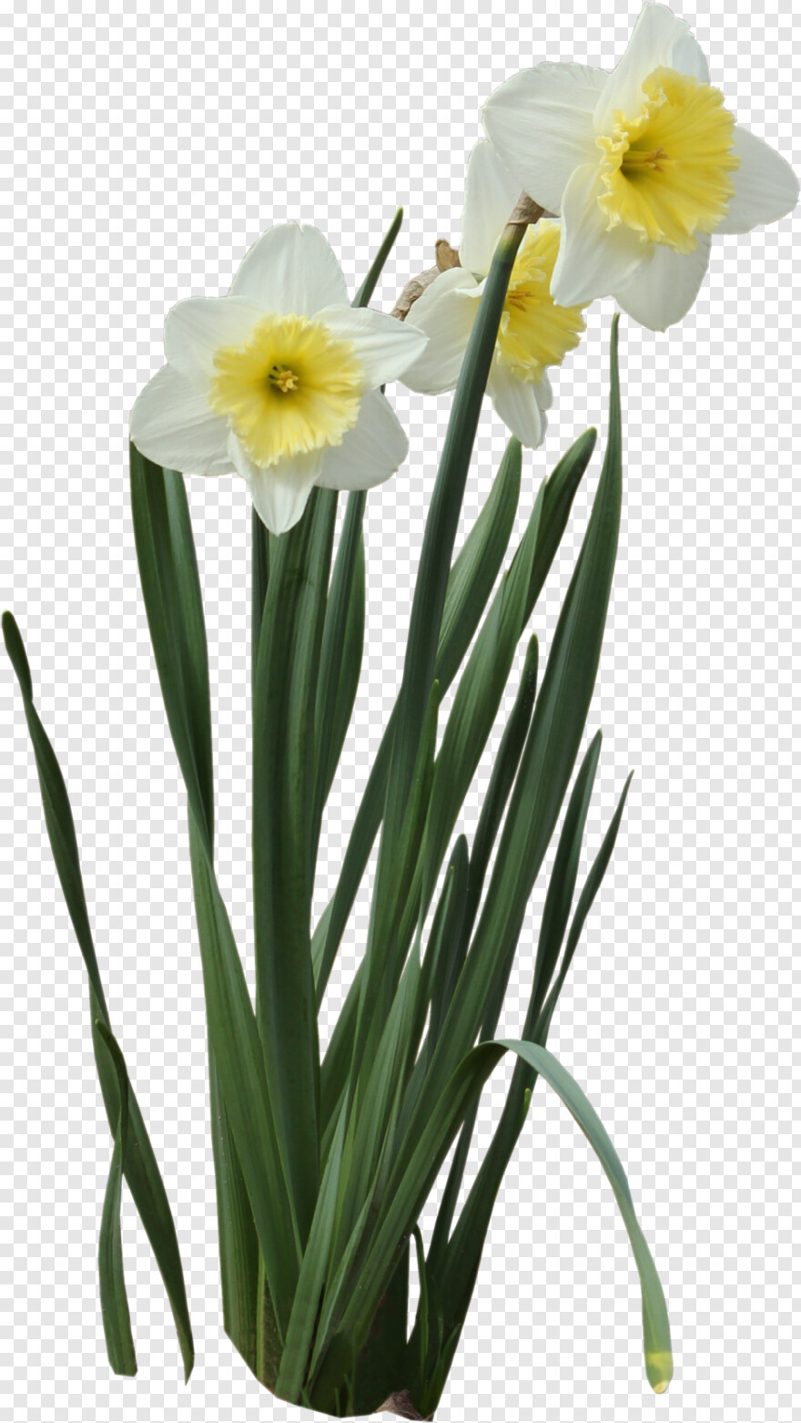 daffodil # 929865