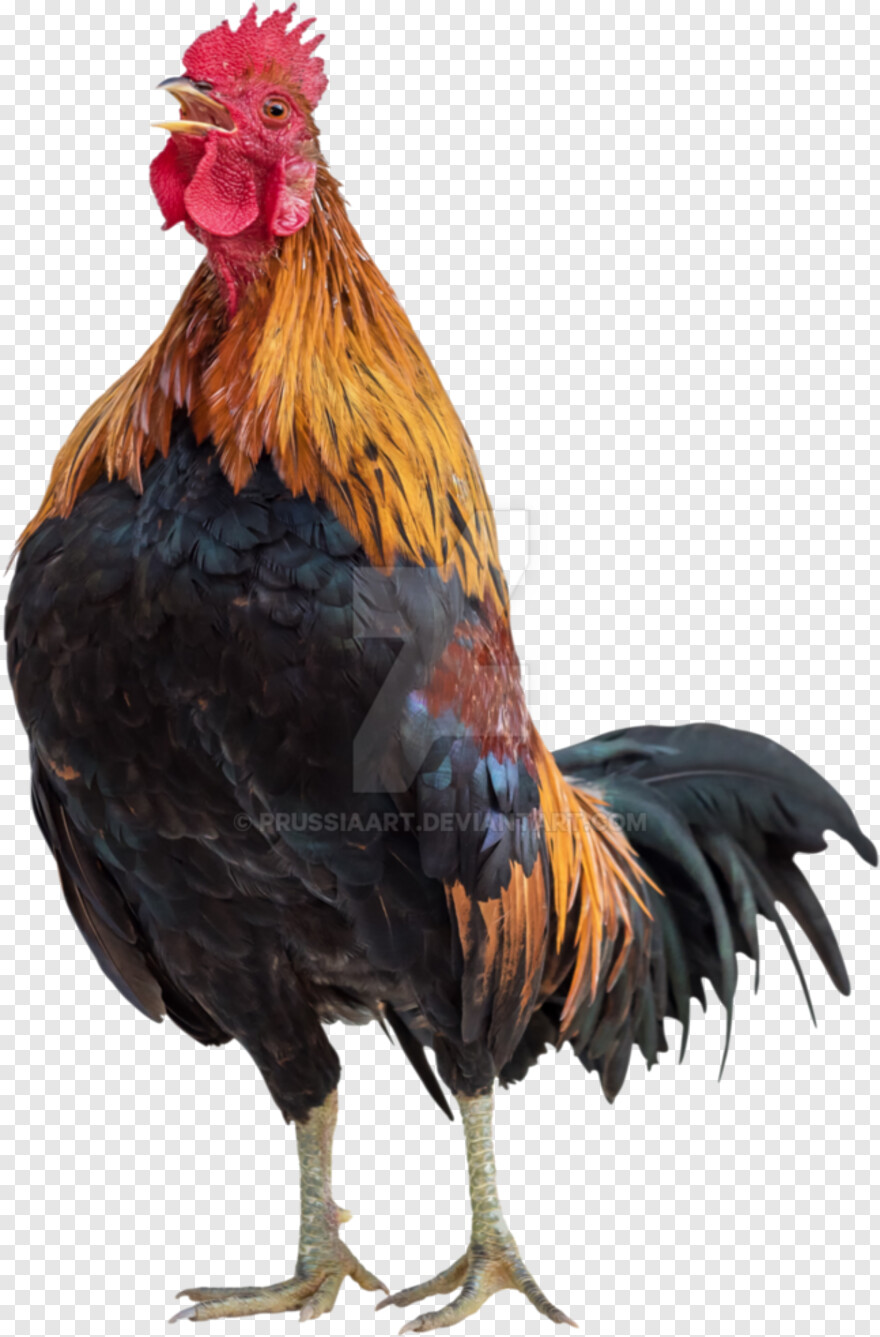 rooster # 1025843