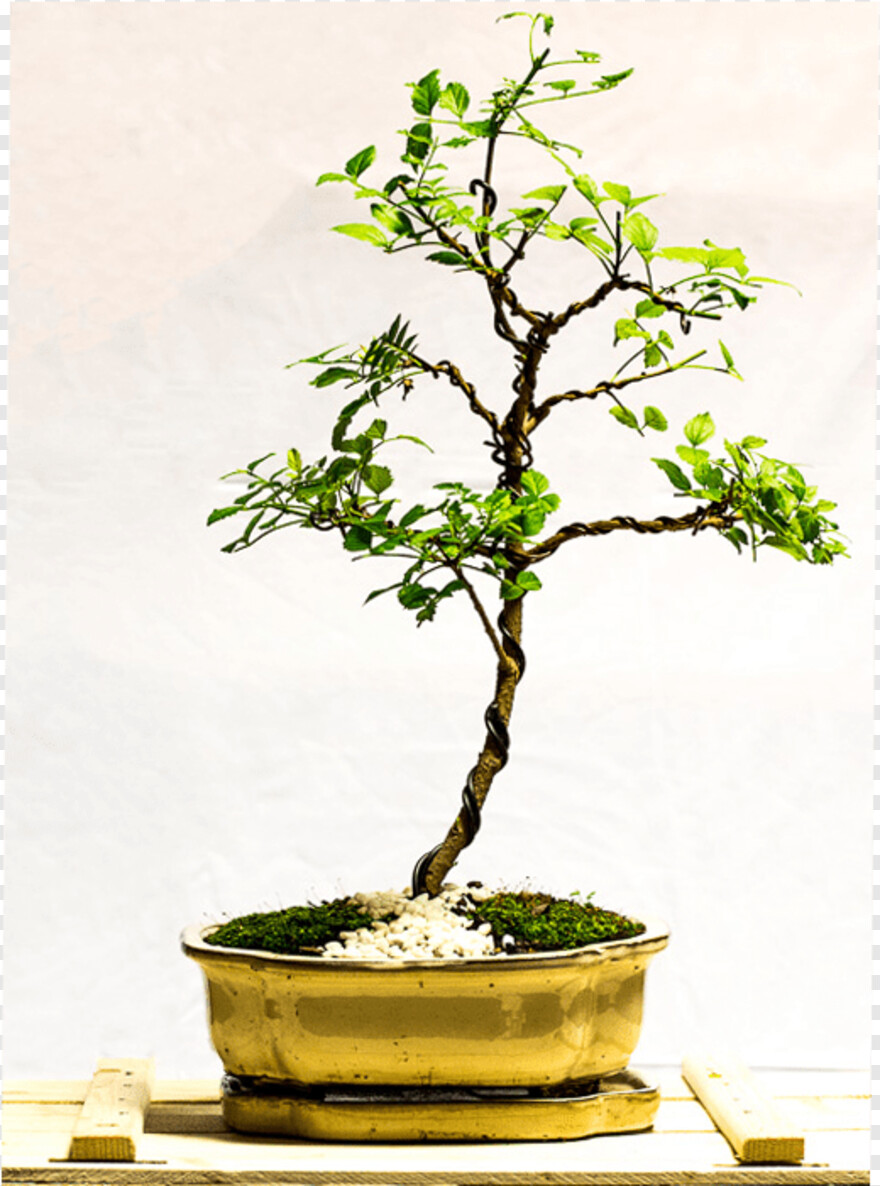 bonsai-tree # 333097