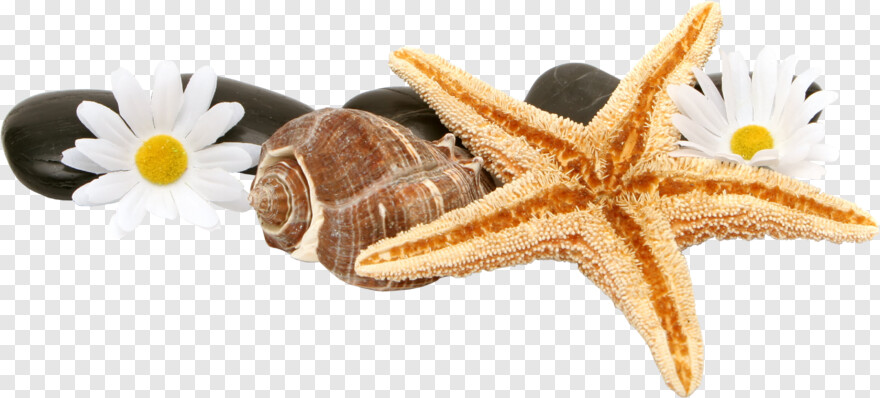 starfish # 623345